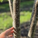 Gleditsia triacanthos ‘Sunburst' - 2