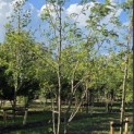Gleditsia triacanthos ‘Sunburst' - kroon is gesnoeid en nog licht.