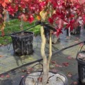 Liquidambar styraciflua - 1