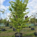 Parrotia persica 'Vanessa' - 2