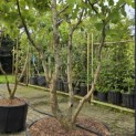 Davidia involucrata - 2
