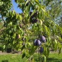 Prunus domestica Hauszwetsche - 6