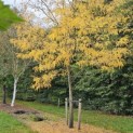 Gleditsia triacanthos ‘Inermis' - 1