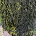 Liriodendron tulipifera - 1