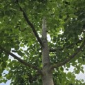 Tilia x Europaea - Foto 2