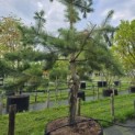 Pinus nigra 'Nigra' - Foto 5