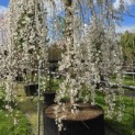 Prunus subhirtella 'Pendula' - 2