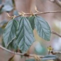 sycoparrotia semidecidua  blad