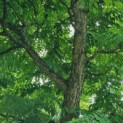 Gymnocladus dioica - kroon