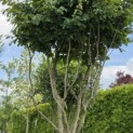 Parrotia persica - 6