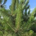 Pinus nigra 'Nigra' - 1