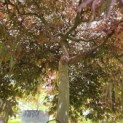 Acer palmatum 'Garnet' - 5