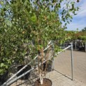 Betula utilis 'Doorenbos' - 4