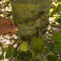 Fagus sylvatica 'Atropunicea' - blad in de schaduw kleurt naar groen