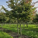 Parrotia persica - 4