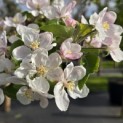 Malus domestica 'Jonagold' - Foto 2