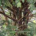 Taxus Baccata - 2