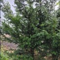 Taxus Baccata - 3