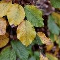 Fagus sylvatica - 3