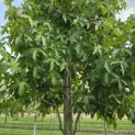 Liquidambar styraciflua 'Palo Alto' - 7