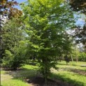 Carpinus betulus - 2