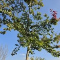 Parrotia persica - 4
