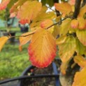 Parrotia persica - 3
