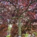 Acer palmatum 'Inaba Shidare' - 2