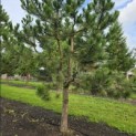 Pinus nigra 'Nigra' - 2