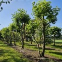 Platanus x Hispanica - 1