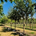 Cydonia Oblonga - Afbeelding middelste boom