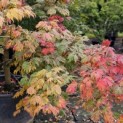 Acer palmatum 'Aconitifolium' - Foto 1
