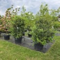 Osmanthus x Burkwoodii - 2