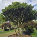 Rhododendron jacksonii - 2