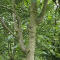 Juglans Regia - 1