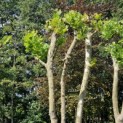 Platanus x Hispanica - 4