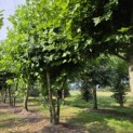 Platanus x Hispanica - 1