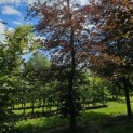 Fagus sylvatica 'Atropunicea' - juni 2024