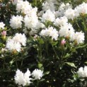 Rhododendron 'Cunningham's White' - Foto 2
