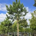 Pinus nigra 'Nigra' - Foto 2