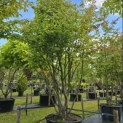 Parrotia persica - Foto 1