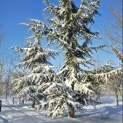 Cedrus libani - 1