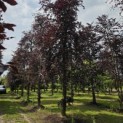 Fagus sylvatica 'Atropunicea' - Foto 4