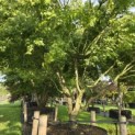 Acer palmatum - 1