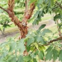 Acer griseum - Foto 6