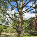 Pinus sylvestris - 9