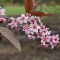 Prunus padus 'Colorata' - 4