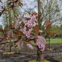 Prunus padus 'Colorata' - 3