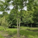 Gleditsia triacanthos ‘Inermis' - 7
