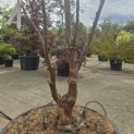 Acer griseum - 2